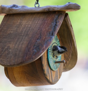 breda-murphy-photography-2289